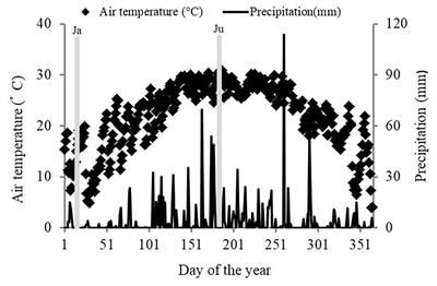 Alkaline Phosphomonoesterase-Harboring Microorganisms Mediate Soil Phosphorus Transformation With Stand Age in Chinese Pinus massoniana Plantations